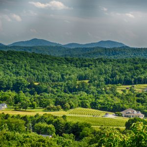Charlottesville Wine Country